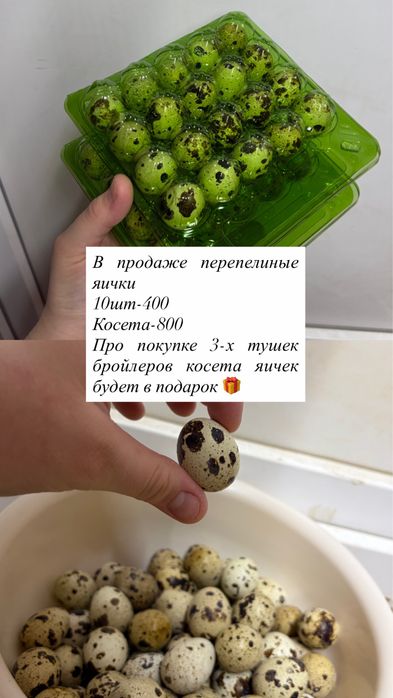Перепелинные яйца