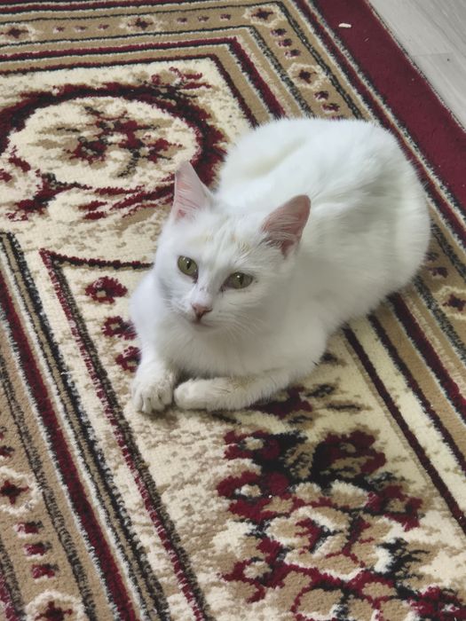 Ақ мысық. Құйрығы 3 түсті