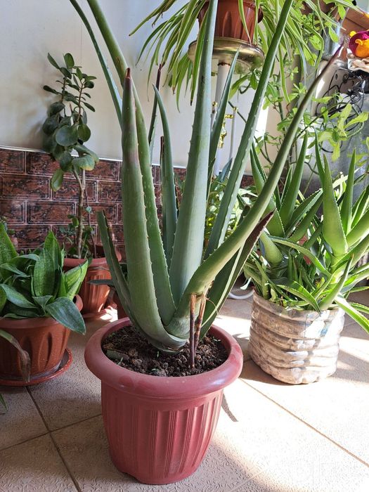 Aloe Kup yillik Dorivor