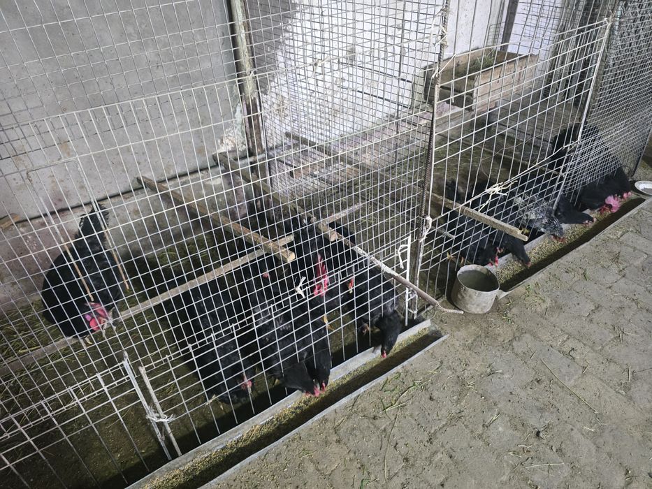 Domashniy sovuq tuhumi