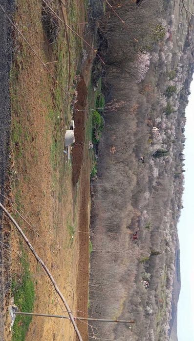 Продава се Парцел в с. Малка Верея, Област Стара Загора - 541 кв.м за 55 €/кв.м - Снимка #4