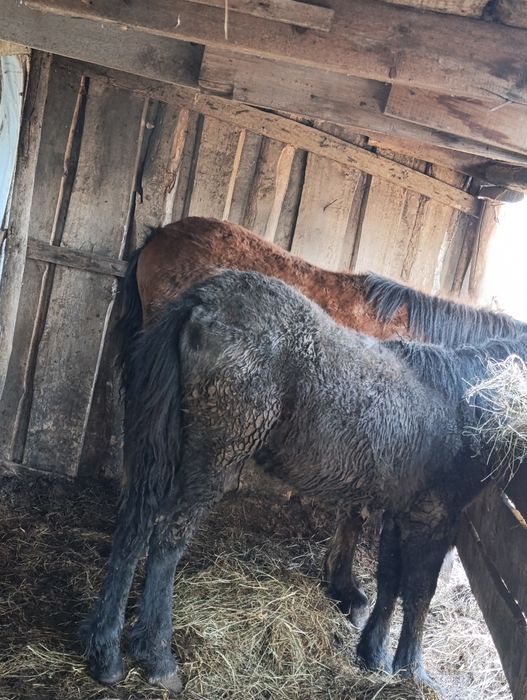 Продам  2 жеребят