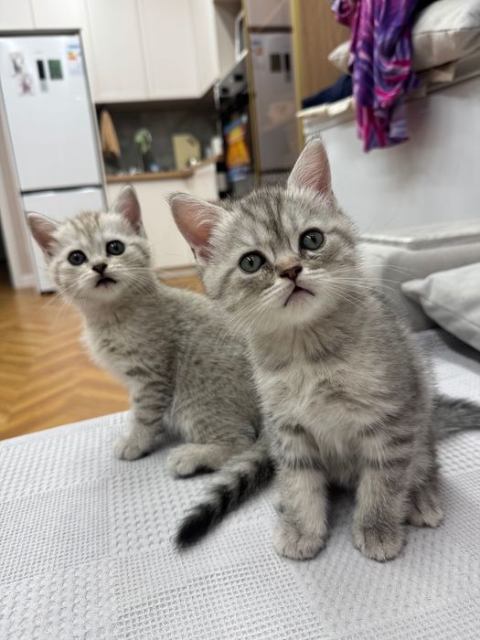 Шотландский котенок