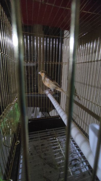 Тайор пара канарейка арлекинг сотилади