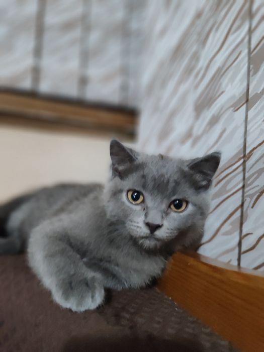 Продаю котят Скотиш Фолд и Скотиш страйт от правильной вязки.