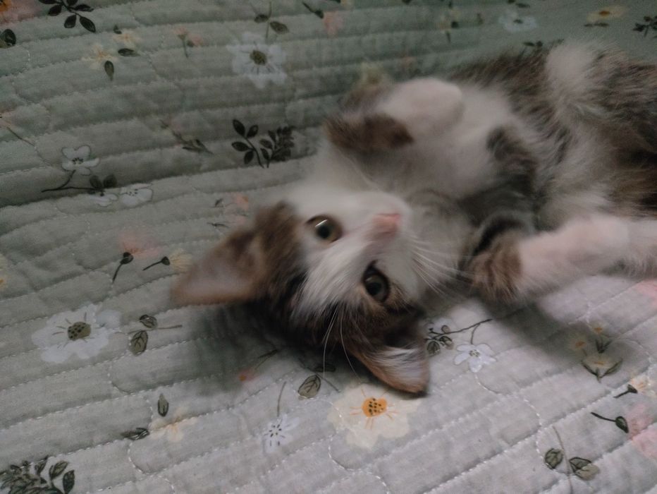 Котёнок в добрые руки