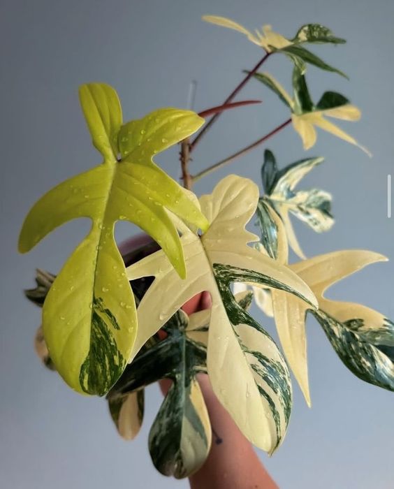 Филодендрон Маска вариегатный