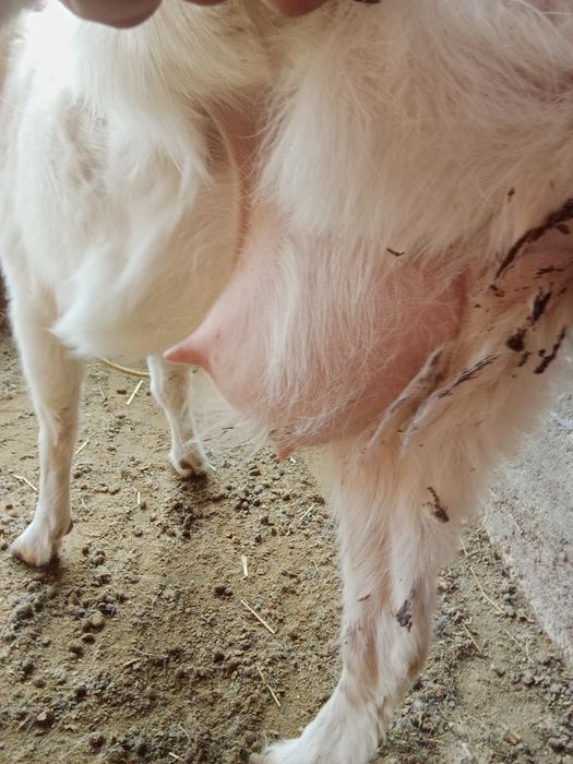 Ешкі сатылады 2,3, тумалары