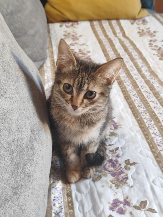 В добрые руки отдаю котята