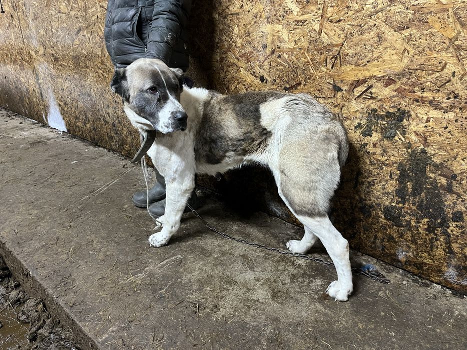 Алабай каншык-девочка 1.5 лет