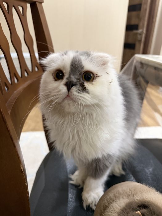 Кошка продается, мальчик