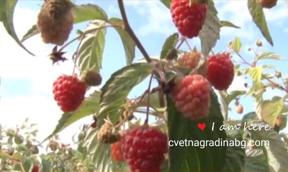 Малини-целогодишни сорт Херитидж