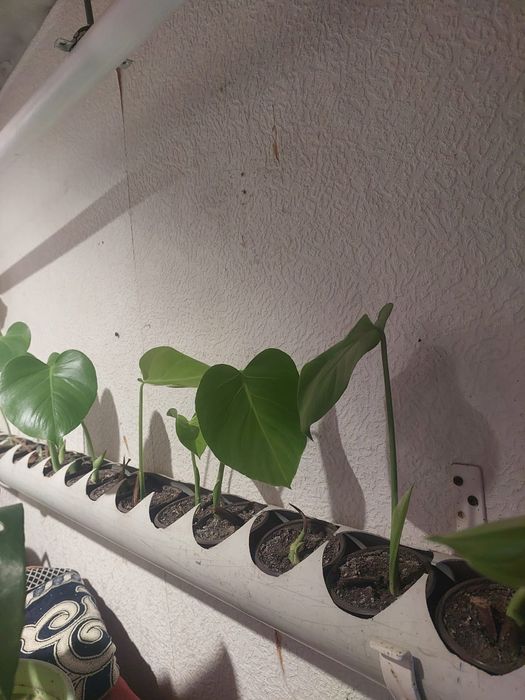 Продам цветок монстера, детка