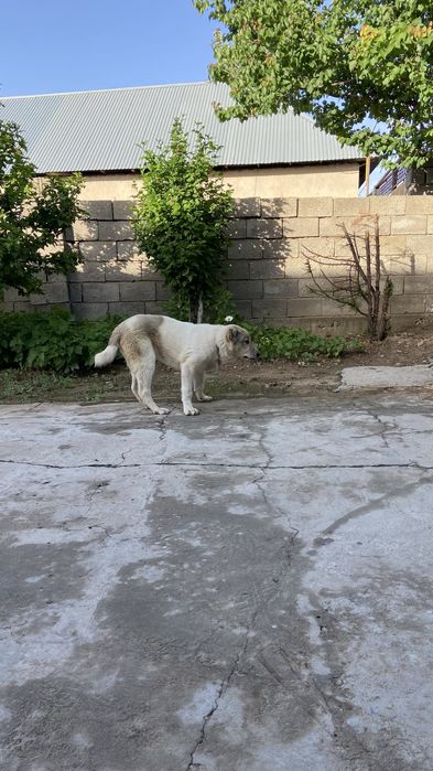 Сатылады сатылады сатылады