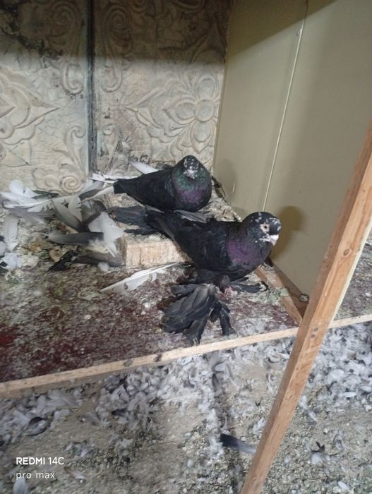 Голуби  Телеграмдан ёзинг