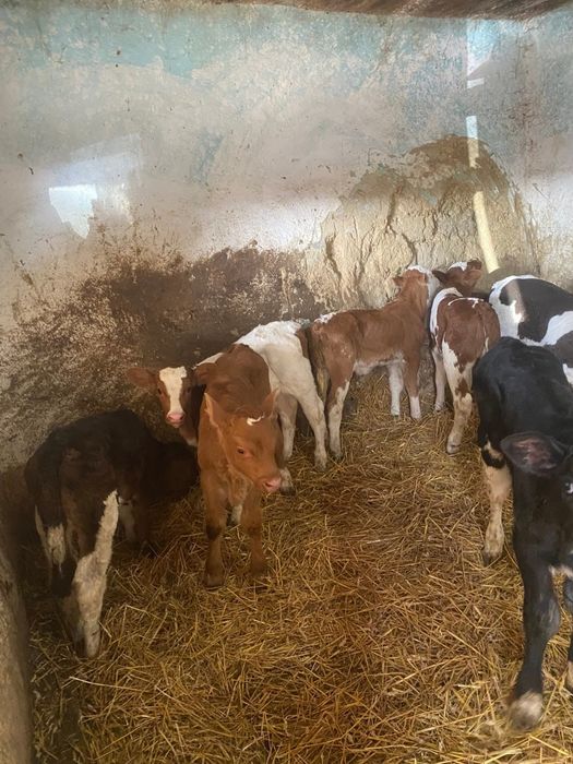 Vând viţei de carne