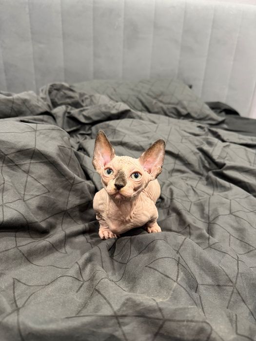 Очаровашки сфинксы бамбино и эльф