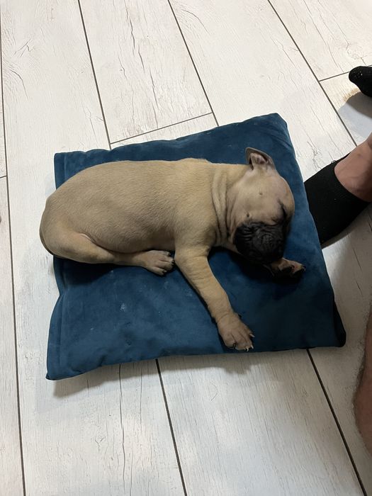 Питбуль 2 мес щенок мальчик