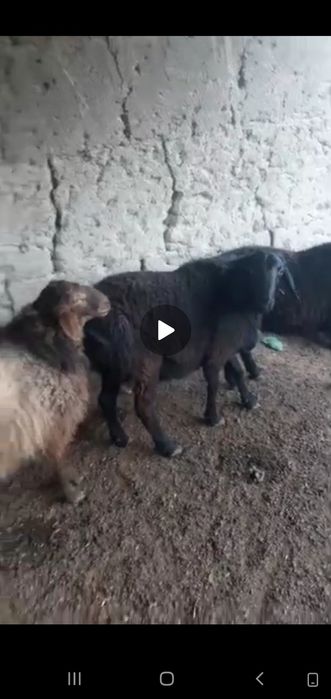 Zotli qo'y. Uruģlikkq