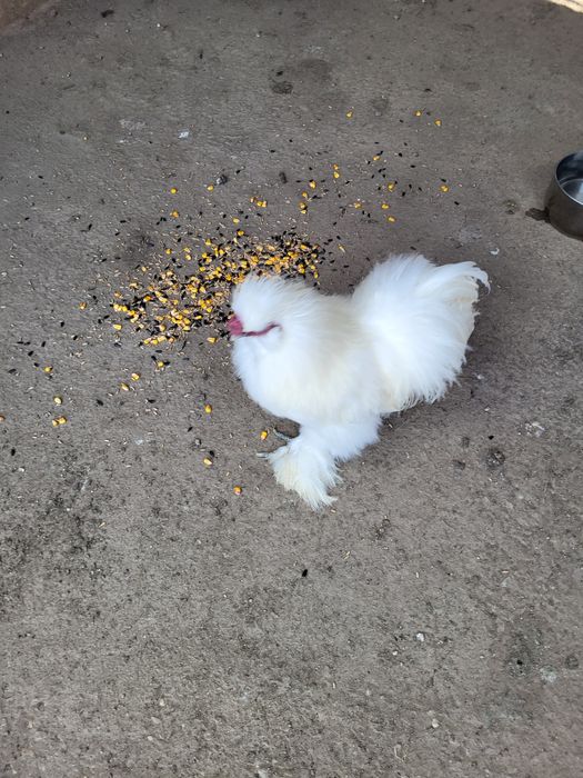 Vând cocoși albi de Mătase japoneză