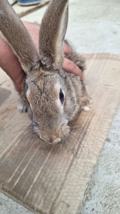 Quyon sotiladi toza emlangan