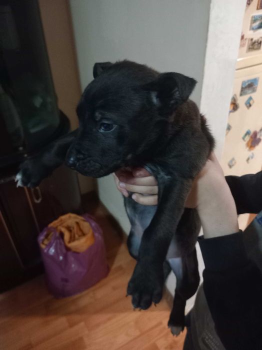 URGENT Cățeluși spre adoptie