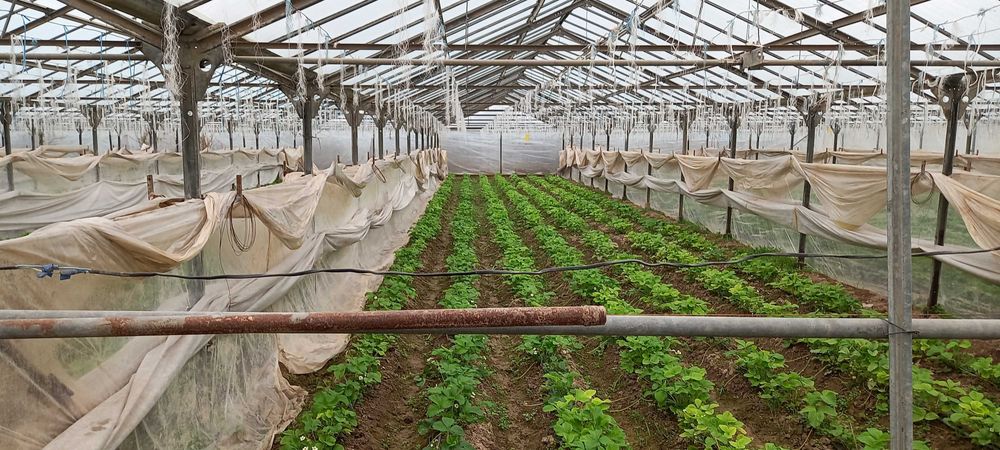 Продется бизнес тепличное хозяйство