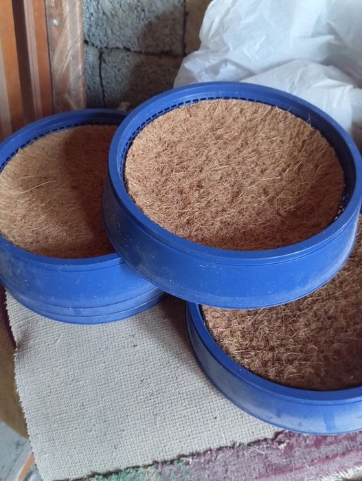 Голуби животные птицы