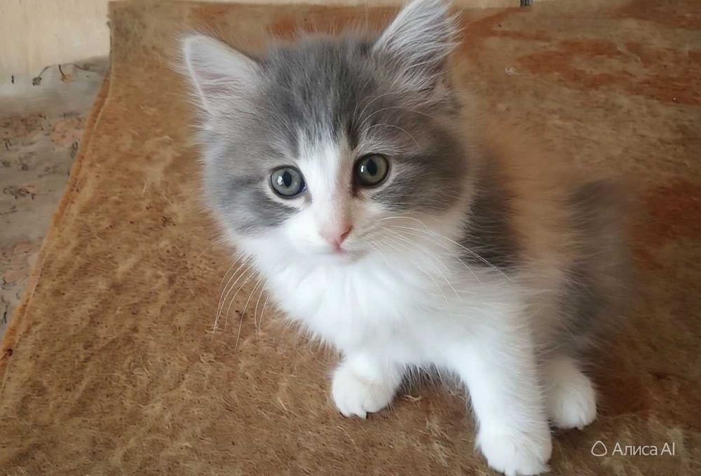 котята в хорошие руки