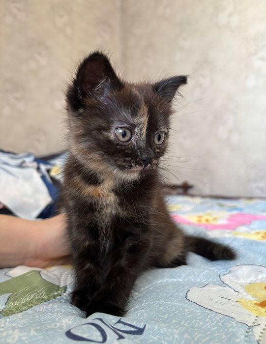 Отдам котенка в добрые руки.