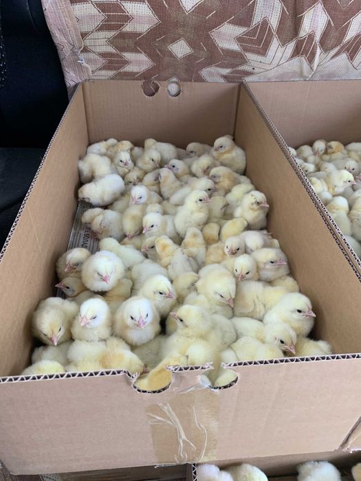 Суточные бройлеры / Цыплята / Бройлер балапандары / Росс-308 /