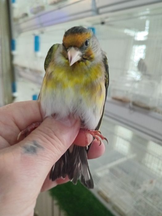 Гебриды щегол и репел.