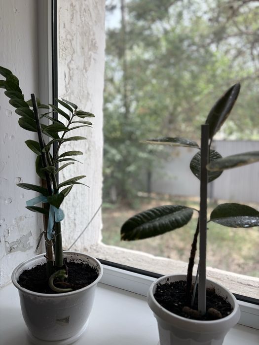 Комнатные цветы по 3000 тенге