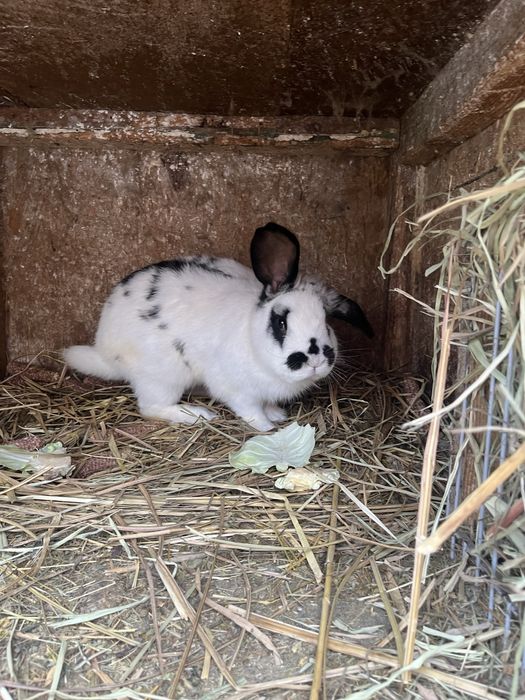 Mascul fluture german