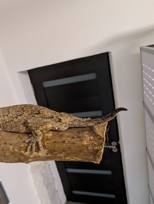 Soparla Gargoyle Gecko