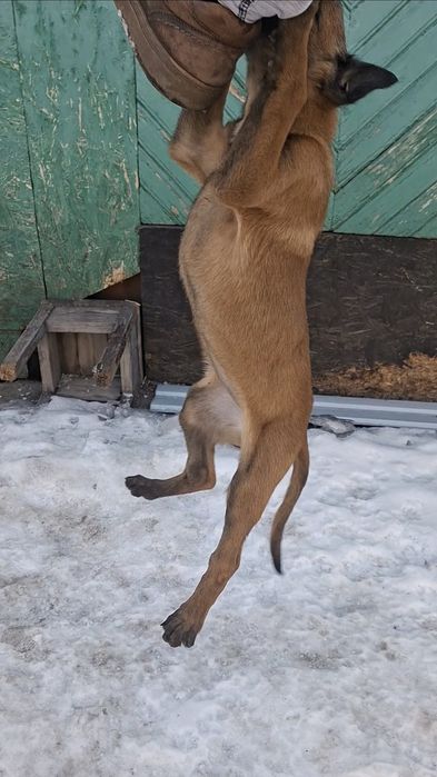 Малинуа Бельгийский Овчарка девочка