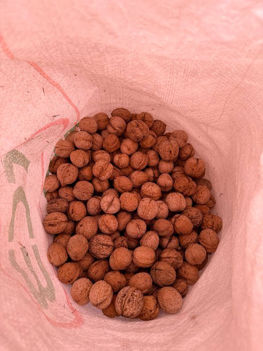 Тау жаңғағы сатылады