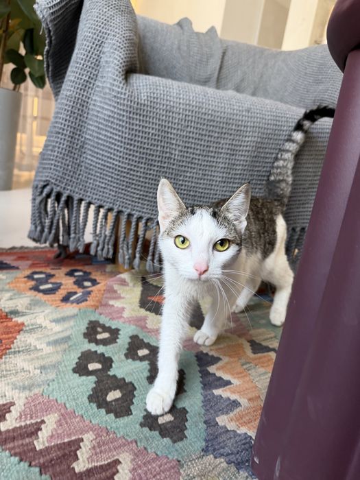 Котенок ЛАЙМА. 8 месяцев