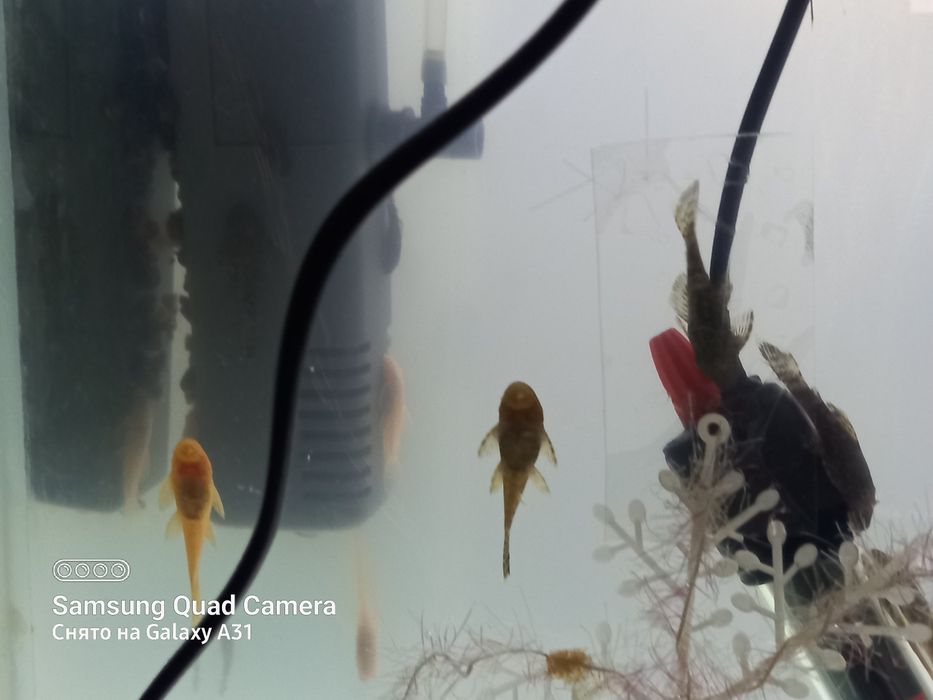 Продаю  анцитрусов.