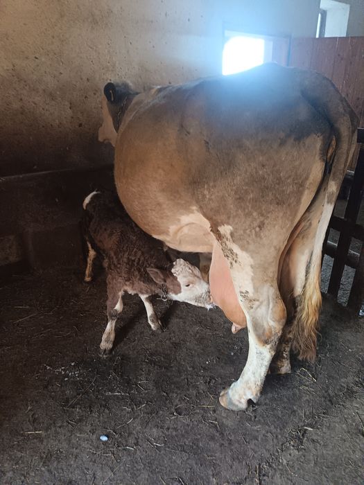 Vaca Bălțata Romaneasca