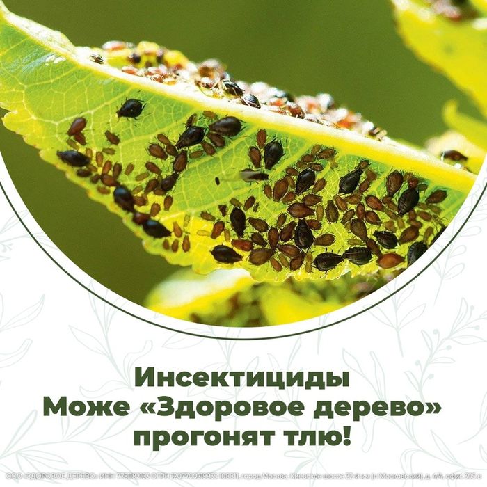 Обрезка деревьев, винограда, стрижка ёлок, осенние обработка деревьев