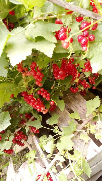 Смородина саженцы