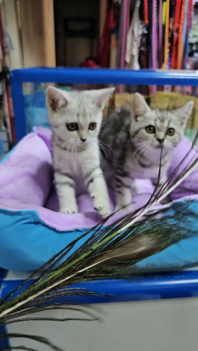 Котенок британский
