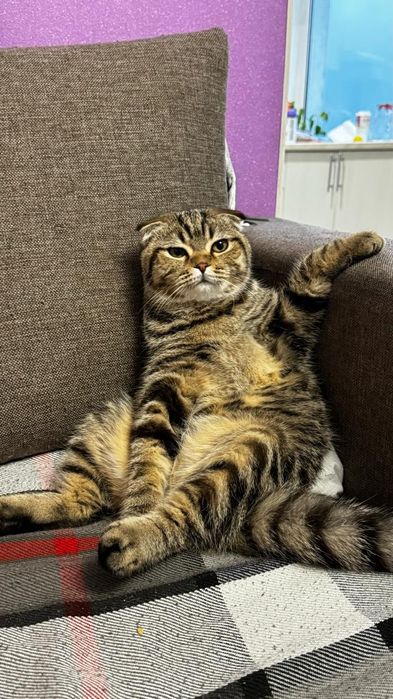 Кошка домашнее животное