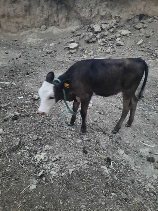 Продам тёлочку племеную