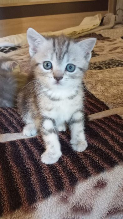 котята вислоухие