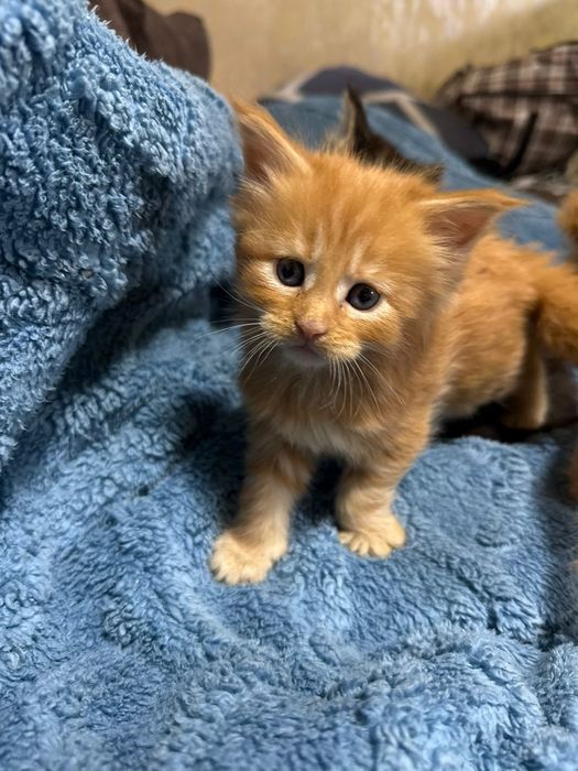 Котята мейн кун 80000