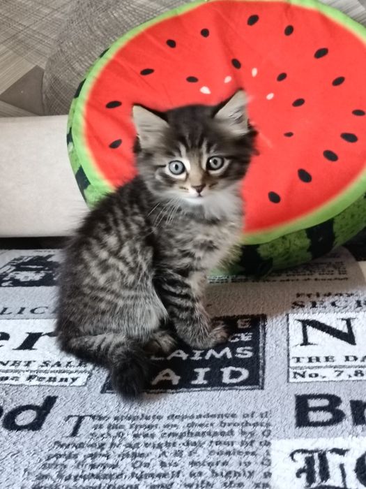 Отдам котят ! Две девочки и мальчик