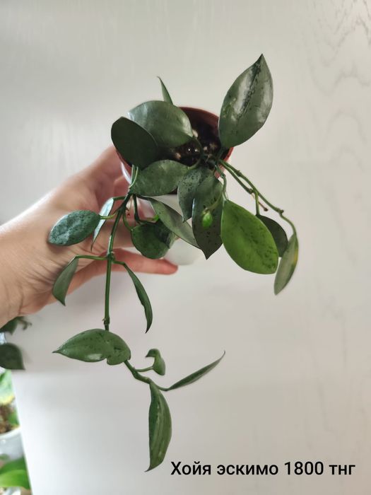 Алаказия Полли минт