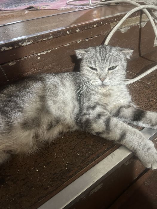 Котята британцы